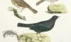 Fieldfare; Thrush; Redwing; Blackbird